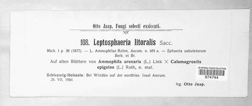 Leptosphaeria littoralis image